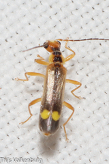Malthinus seriepunctatus