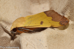 Ophiusa tirhaca