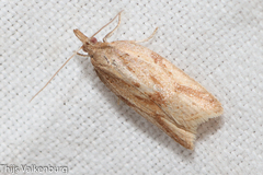 Clepsis coriacanus