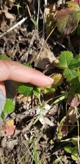 Fragaria vesca