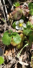 Fragaria vesca