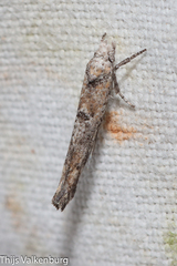 Zelleria oleastrella