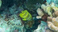Chaetodon rainfordi