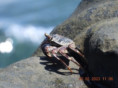 Grapsus albolineatus