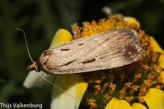 Tathorhynchus exsiccata