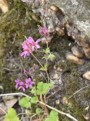 Pelargonium australe