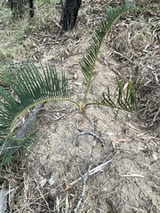 Macrozamia secunda