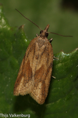 Clepsis coriacanus