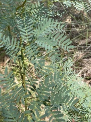 Acacia implexa