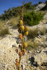 Asphodelus cerasiferus