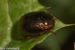 Chrysolina bankii