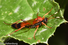 Ctenochares bicolorus