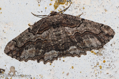 Menophra japygiaria