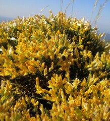 Genista lobelii