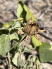 Hibiscus martianus