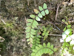 Osmolindsaea odorata