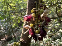 Mucuna macrocarpa