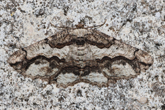 Menophra japygiaria