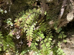 Osmolindsaea odorata