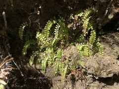 Osmolindsaea odorata