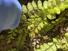 Osmolindsaea odorata