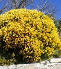 Genista lobelii