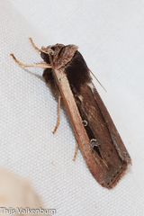 Ochropleura leucogaster