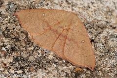 Cyclophora puppillaria