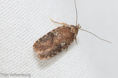 Agonopterix purpurea