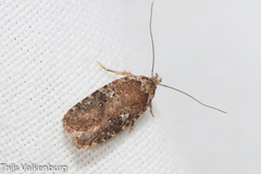 Agonopterix purpurea