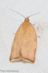 Clepsis siciliana