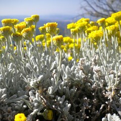 Santolina chamaecyparissus