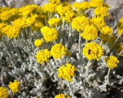Santolina chamaecyparissus