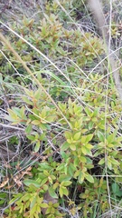 Comarostaphylis