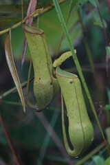 Nepenthes gracilis