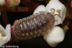 Armadillidium granulatum