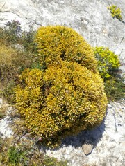 Genista lobelii