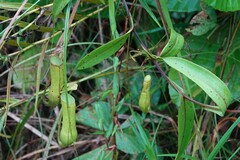 Nepenthes gracilis