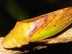 Neotituria kongosana