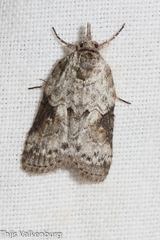 Nycteola