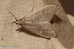 Mecyna asinalis