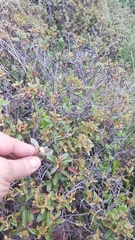 Comarostaphylis