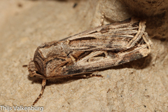 Agrotis spinifera