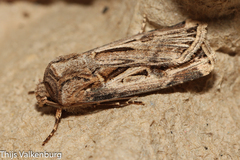 Agrotis spinifera
