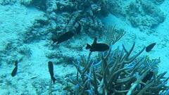 Neoglyphidodon melas