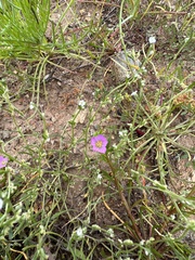 Calandrinia menziesii