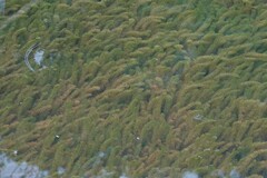 Hydrilla
