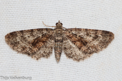 Eupithecia cocciferata