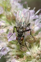 Limnophora