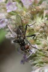 Limnophora